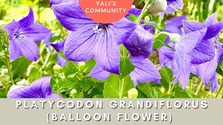 Platycodon grandiflorus Balloon Flower by Yali’s Community a Majestic Long Blooming Perennial [upl. by Diogenes]