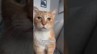 Why is he so mad 😾🧡 cat orangecat gingercat talkingcat cattalking funnycats catvideos gatos [upl. by Fowler]