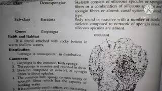 euspongia classification habitat and comments zoology practical bsc1 best handwritten study notes [upl. by Bennet]