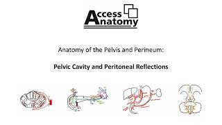 Anatomy of the Pelvis and Perineum 3  Pelvic Cavity and Peritoneal Reflections [upl. by Ysabel]