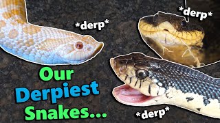 Hognose Snake Feeding and Fun Facts [upl. by Mert]