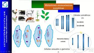 Curso Mutaciones Video10 Mutaciones cromosómicas numéricas [upl. by Aicelav]