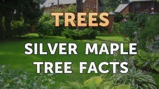 Silver Maple Tree Facts [upl. by Liponis539]