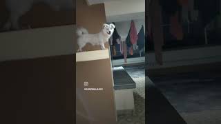 Indian Spitz subsribeformore doglover spitzpuppy pets [upl. by Hartnett501]