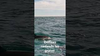 Delfines delfines nadando en libertad lasgrutas octubre 24 [upl. by Epolenep]