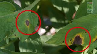 12 Enfermedad Alternaria en tomate  tizón temprano [upl. by Florinda]