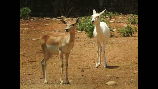 Leucism is a genetic condition that causes a partial loss of pigmentation in animals [upl. by Nire]