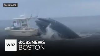 Whale capsizes boat off coast of New Hampshire [upl. by Ronoc]