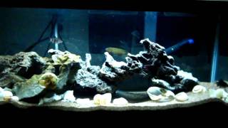 20g long Telmatochromis sp quotOrange Scribblesquot and Black ruby barb tank [upl. by Rugg]