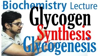 Glycogen synthesis  glycogen metabolism lecture 1 [upl. by Annoda1]