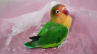 Brazilian parrot female talking [upl. by Diahann]