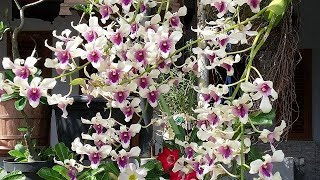 Fantastic Floriferous dendrobium orchid  Dendrobium Burana with massive blooms [upl. by Ard]