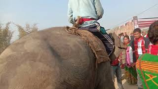 Local elephant Mising youth festival [upl. by Malinin257]