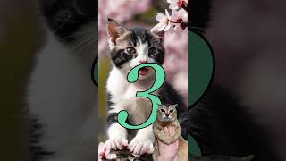 🍽️ 4 Surprising Facts About How Cats Eat cats catfacts catfood catfeeding catlovers funnycats [upl. by Rednaeel605]