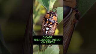 Cicada The Loudest Insect On Earth [upl. by Peednus692]