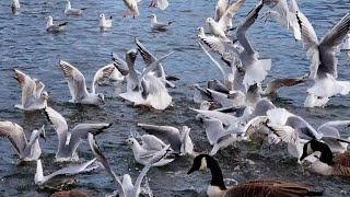 Kittiwake Call  kittiwake and black headed gull feeding sound [upl. by Oletha]