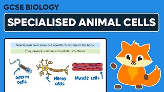 Specialised Animal Cells  GCCE Biology [upl. by Kuhn696]