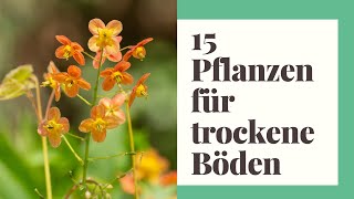 15 Pflanzen für trockene Böden und heiße Sommer [upl. by Ateekan]