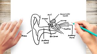 How to Draw Human Ear Diagram With Labelling HumanEar [upl. by Anirec898]