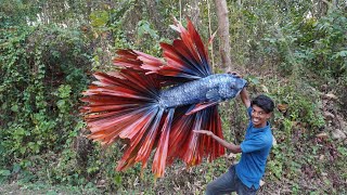 world biggest fighter fish 🐠 വലിയ ഫൈറ്റർ ഫിഷിനെ ഉണ്ടാക്കി  Betta fish [upl. by Faustena312]