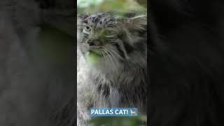 Pallas cat 🐈 animation cute [upl. by Sosthenna]