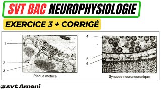 SVT Bac Neurophysiologie Plaque motrice et synapse neuroneuronique  Exercice 3  corrigé [upl. by Penthea]