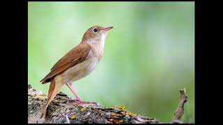 NIGHTINGALE SONG  3 Hours REALTIME Nightingale Singing 2023 BirdsongMusicality [upl. by Niknar]