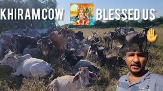 Ravechi Maa Khiram Cow Blessed Us 🙌  ravechi vlog cow cowlover youtube [upl. by Yacov]