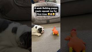 Bulldog meets chicken toy 😆🐶 Crazy bulldog haha Turbo ❤️ aussiebulldog bulldog englishbulldog [upl. by Savory528]