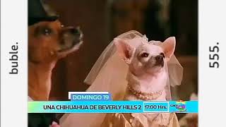 Nueva Artística Canal 3 TGV • Promo Una Chihuahu de BervelyHills 2 Estreno Rebrand 2020 1 [upl. by Eskil390]