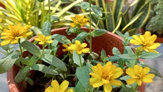 ZINNIA  Narrow  Leaf Mexican Zinnia [upl. by Cousin]