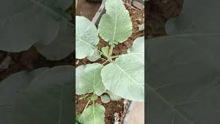 Cauliflower🥬growth after using bio enzyme vegetables kitchengardening ytshorts viralvideo fypシ゚ [upl. by Gunar806]