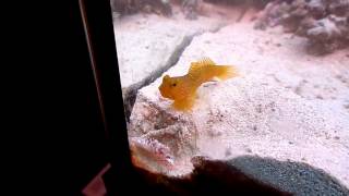 Yellow Watchman Goby amp Pistol Shrimp Pair [upl. by Shepard396]