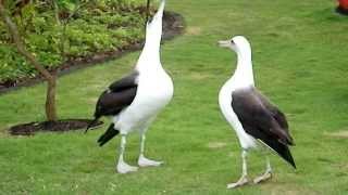 Laysan Albatross Courtship Dance [upl. by Maryjo632]