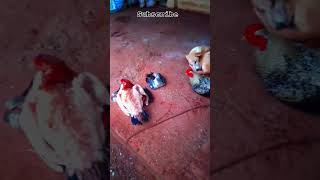 DOG 🐶 Village life dog cow tamiltamil vivasayi shortsvideo shots cow dog agriculturelife [upl. by Abeh]