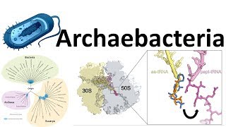 Archaebacteria introduction [upl. by Cherice]