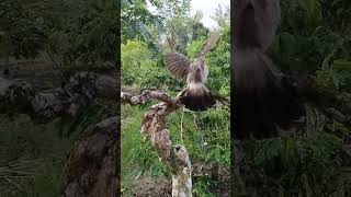 Pikat kutilang nggaruda diatas ranting burung kicaumania pikatkutilangcengkram [upl. by Yuji915]