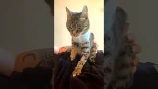 Cat Giving Relaxing Massage  Cute Cat Short Video [upl. by Yadahs]