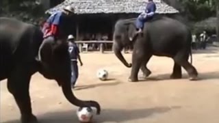 פילים משחקים כדורגל בתאילנד  Elephants playing soccer in Thailand [upl. by Ahsillek580]