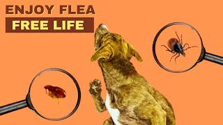 What To Do If Your Indoor Dog Has Fleas  Defend Your Dog Banish Fleas [upl. by Durstin]