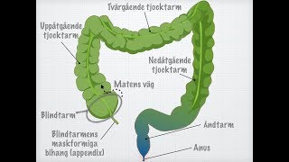 Tjocktarmens och ändtarmens funktioner [upl. by Nosyerg]