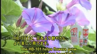 HOW TO USE HB101 Flower Ver [upl. by Maibach]