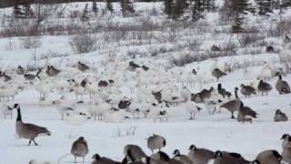 Mixed Goose Flock [upl. by Notla]