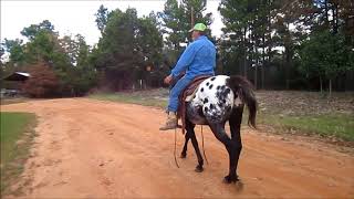 Beautiful Blanketed Appaloosa Gelding For Sale Gentle and Smart [upl. by Claudell]