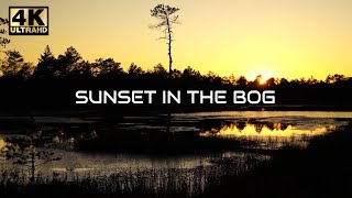 Arvo Pärt  Spiegel im Spiegel 1 hour  sunset in the Estonian bog 4K [upl. by Derby]