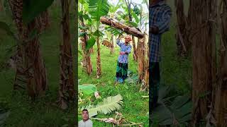 Banana harvest scenery ep445 banana harvesting shortsfeed shortvideo shortsviral [upl. by Cathy]