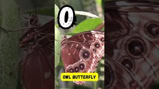 ABC Insect Song  Educational Phonics Learning for Children  UZR Learning  abcd kids shorts [upl. by Montfort]