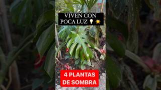 Plantas Para La SOMBRA Viven Con POCA LUZ [upl. by Carrel]