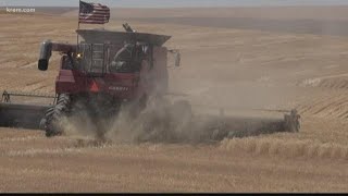 Ritzville farmers harvest crop for neighbor with cancer [upl. by Silliw]