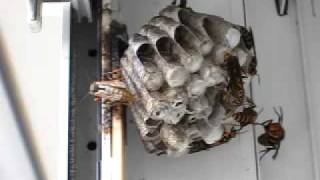 ヒメスズメバチの襲撃に対抗するセグロアシナガバチ1Hornet vs paper wasps [upl. by Eemia]